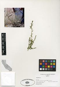 Herbarium Sheet of 